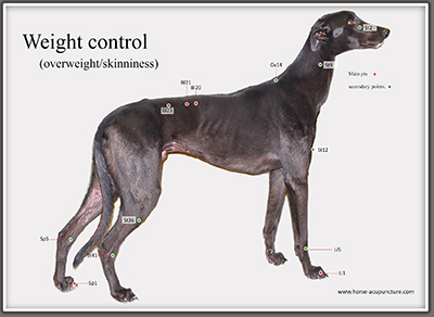 dog acupressure treatment charts